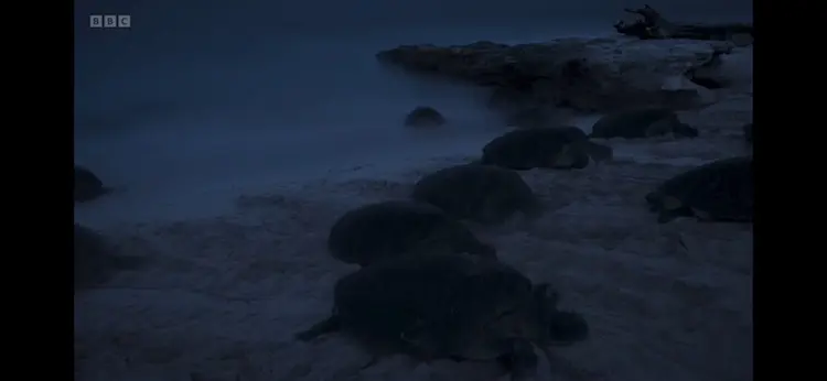 Green sea turtle (Chelonia mydas) as shown in Planet Earth III - Coasts